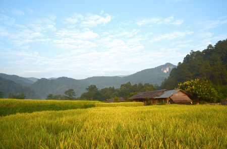 green rice field in Chiangmai, Thailandの写真素材