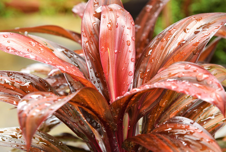 Refreshing in the nature after rainの写真素材