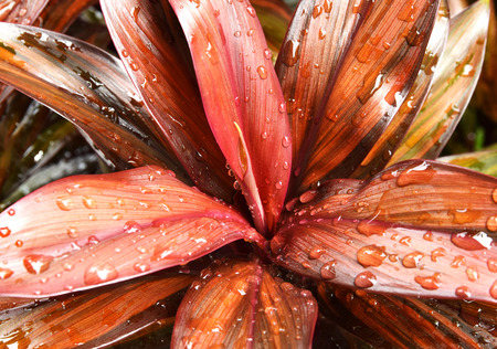 Refreshing in the nature after rainの写真素材