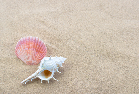 Beautiful shells in the nature