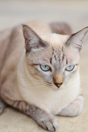Grey tabby in thai styleの写真素材
