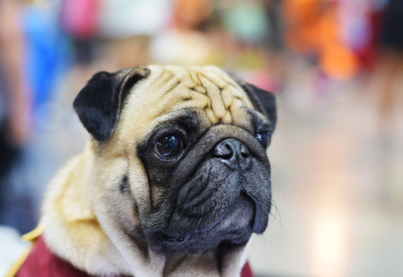 The dog is waiting for someoneの写真素材