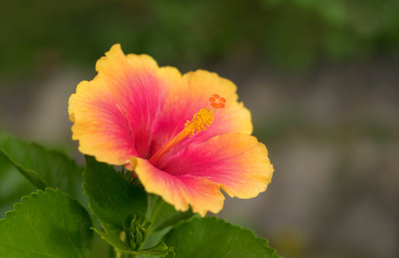 beautiful hibiscus flower in orange and yellowの写真素材