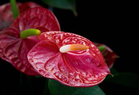 Beautiful anthurium in the garden