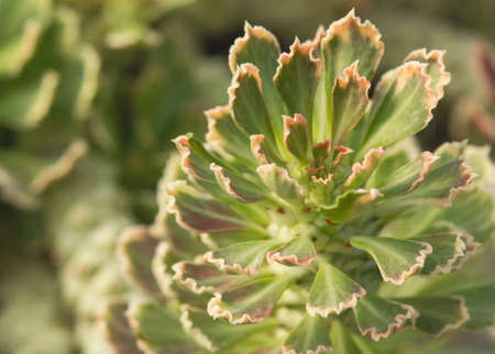 Beautiful Monadenium jade growth in dry weather