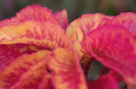 Beautiful detail of red leavesの写真素材