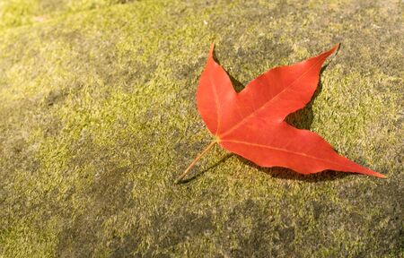 Single red maple on green moss background