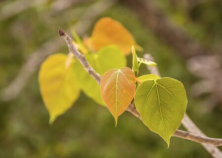 The leaves of the bodhi tree in Thailand on blurred background.の写真素材