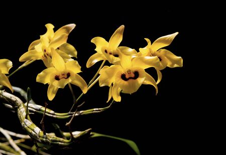 Close-up of yellow orchid flowers on dark background. (Dendrobium friedericksianum Rchb.f.)の写真素材