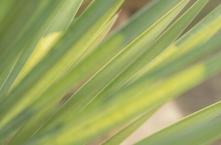 Soft focus of leaf striped line. Green texture background. 