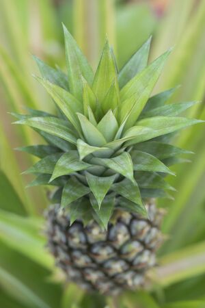 Close-up shape of pineapple leaf with green background.の写真素材