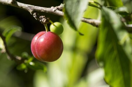 The red plum is ripening in the organic farm.の写真素材