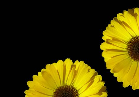 Flowers border design with copy space, Top view of english marigold flowers on a dark backgroundの写真素材