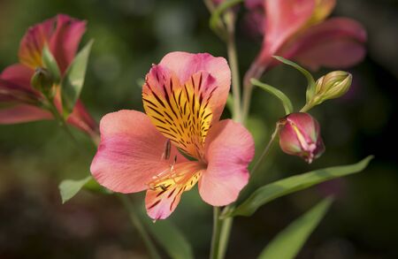 Close-up of beautiful orange peruvian lily, lily of the Incas (Alstroemeria)の写真素材