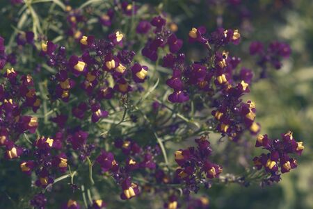 Close-up of linaria, small flowers with vintage filter backgroundの写真素材