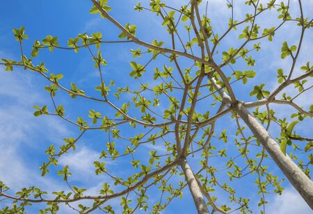 Low angle of tree branches on blue sky backgroundの写真素材