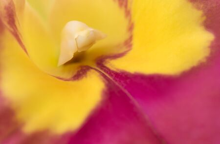 Natural background of Cattleya orchids and close-up of beautiful pollen for abstract background.の写真素材