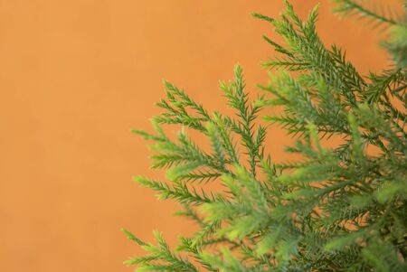 Soft focus branch of green pine tree on orange color concrete wall backdrop for background with copy...