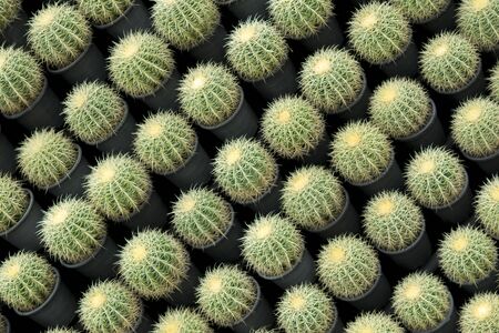 Natural pattern background a row of large succulent cactus plants, round shape, diagonal, and big...