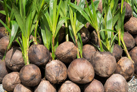 Sapling coconut products are ready for planting in the coconut farm of Thailand.