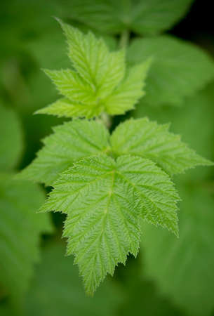 Natural background of green leaves in the garden on dark backdrop.