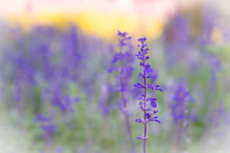 Selective focus of purple Angelonia flowers blooming on the garden with soft and blurred background.の写真素材