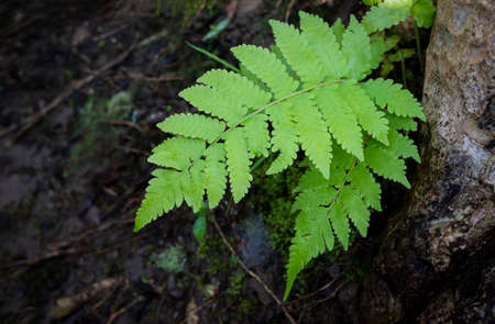 Green fern leaves in the forest on dark backgrounds.