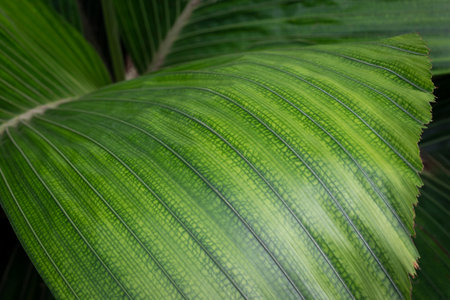 Natural background of green striped leaves (palm tree) in the garden.