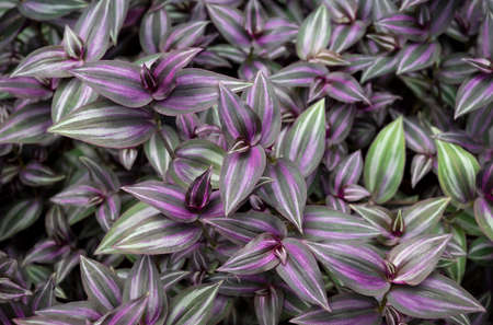 Natural background of purple striped leaves in the tropical garden. Top view.の写真素材