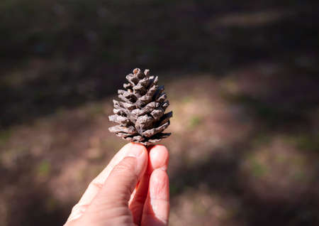 Close-up of a dry pine cone in hand with sunlight in nature. Holding a pine cone, Winter concept.の写真素材