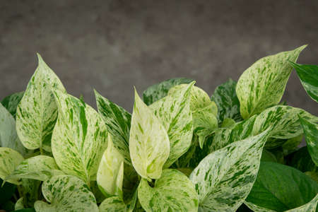 Natural background of Epipremnum aureum, white-green striped leaves in the garden with copy space...