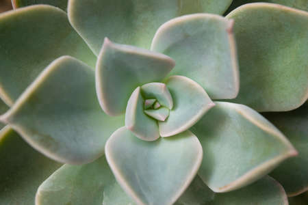 Close-up of Echeveria, small succulent plants green leaf is blooming in a flowerpot.の写真素材