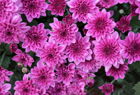 Natural background of vivid pink Chrysanthemum flowers blooming in the tropical garden.