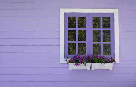 The purple window frame with petunia flowers in white pots on a purple wooden wall. Copy space for text backgrounds.の写真素材