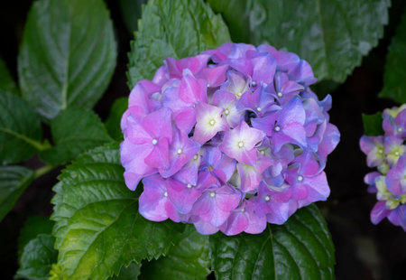 Close-up of a big violet-pink Hydrangea bouquet flowers on a green leaves background in the garden.の写真素材
