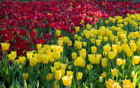 Natural background of yellow and red tulips flowers blooming in the garden with soft morning sunlight.の写真素材