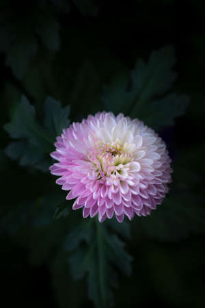 Close-up of Purple-white Chrysanthemum flower blooming in the tropical garden on a dark green...