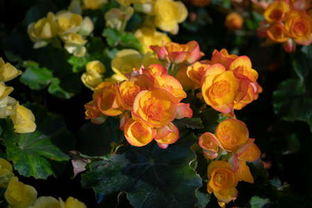 Floral background of orange and yellow Begonia flowers are blooming with soft morning sunlight in...