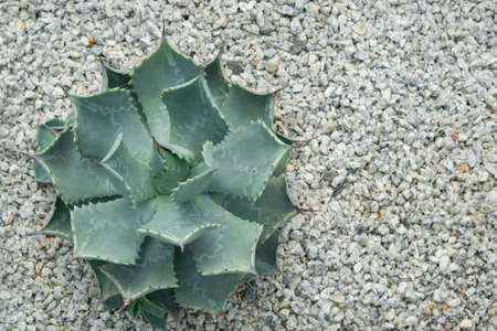 Green agave, succulent plant with the stout stem and short. The end and marginal of the leaves have...