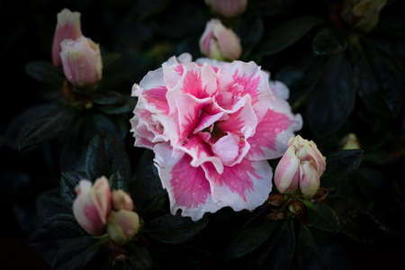 Close-up of pink Rhododendron simsii flowers with a white edge in the garden on a dark background and vignetted.の写真素材