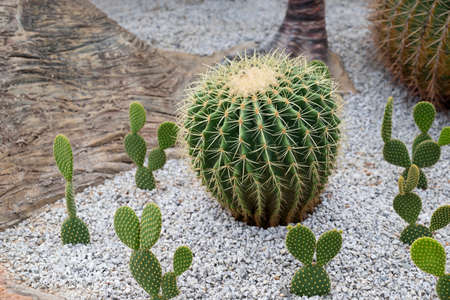 Close-up of Echinocactus, Barrel cactus, a big succulent plant with a green stem, round-shaped, and...