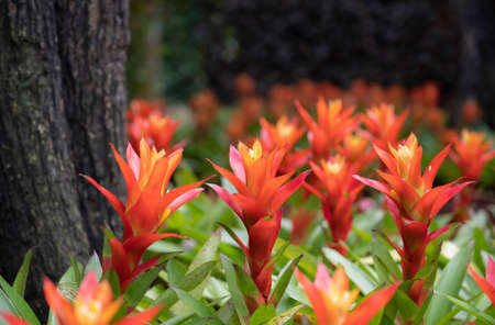 Close-up of orange Bromeliads flowers blooming in the tropical garden on green leaves background. (Bromeliaceae)の写真素材