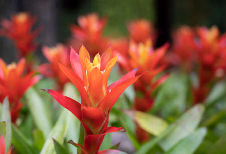 Close-up of orange Bromeliads flowers blooming in the tropical garden on green leaves background. (Bromeliaceae)の写真素材