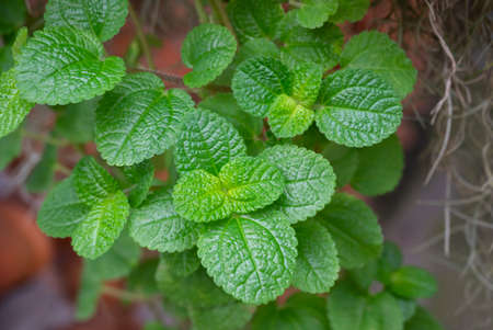 Natural green backgrounds of fresh spearmint leaves in the herbal garden. Organic fresh herbs use as...