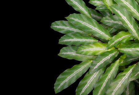 Close-up of green Calathea leaves, Ornamental plant for garden decoration on a dark background with copy space for text.の写真素材
