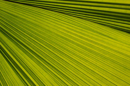 Close-up of Licuala grandis palm leaves. Natural background of green leaves with fan-shaped and...