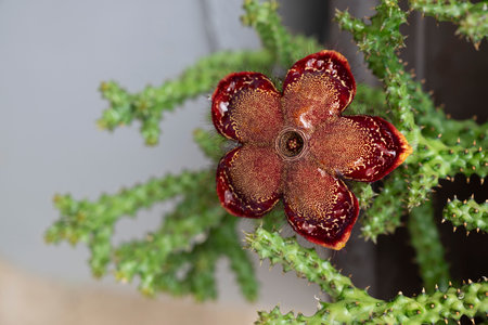 Close-up of Starfish flower cactus, Carrion flower cactus (Stapelia Grandiflora), A cluster of succulent plants with long green stems and short spines. The flower is star-shaped, dark red, and hairy.の写真素材