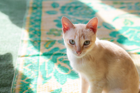 A cute kitten yellow shorthair stray cat is sitting and taking a rest on the floor with happiness.の写真素材