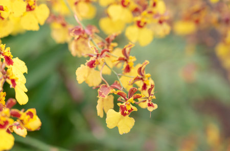 Selective focus of Oncidium Orchids, The inflorescence is long and has a branch, petals are brown and lips are yellow. The small flower orchid bouquet blooming on blurred backgrounds.の写真素材