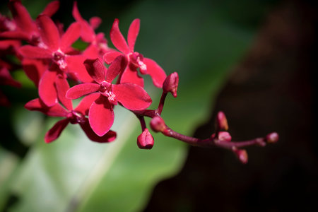 Close-up of Arachnis orchids hybrid, sepals, and petals are dark red and lips are white pattern. The flower orchids bloom with natural sunlight in the garden.の写真素材